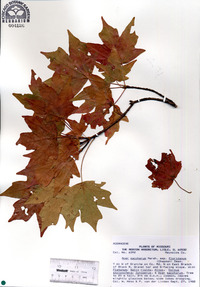 Acer barbatum image