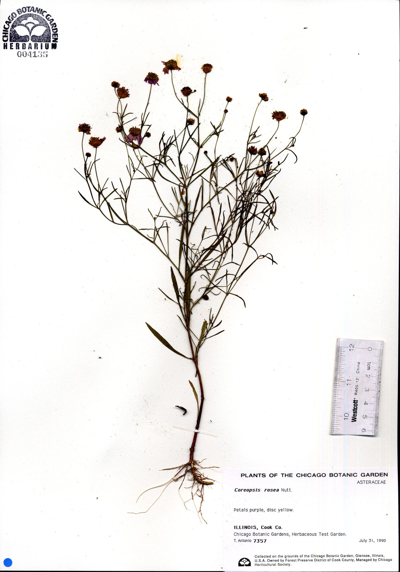 Coreopsis rosea image
