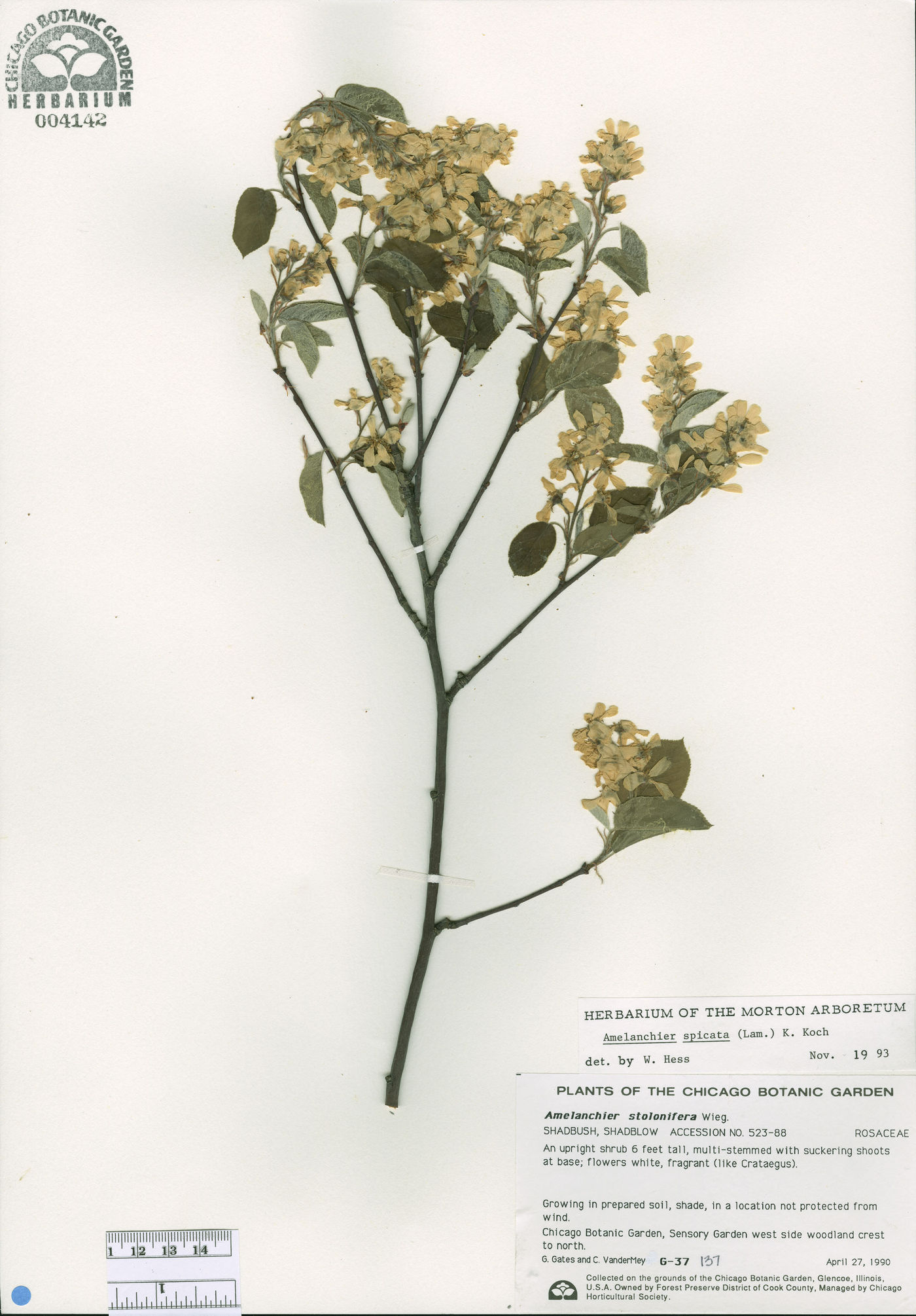 Amelanchier spicata image