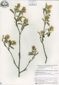 Amelanchier spicata image