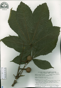 Aesculus turbinata image