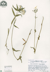 Phlox divaricata subsp. laphamii image