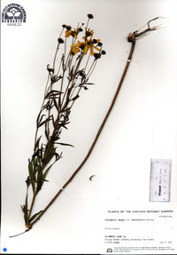 Coreopsis major image