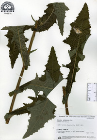 Sonchus arvensis image