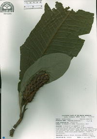 Magnolia tripetala image