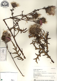 Cirsium muticum image