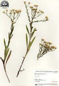 Aster ptarmicoides image