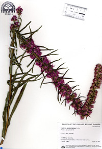 Liatris pycnostachya image