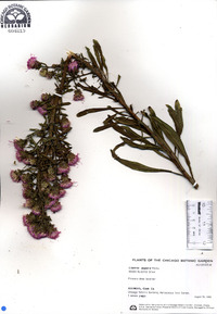 Liatris aspera image