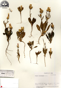 Crepis kotschyana image