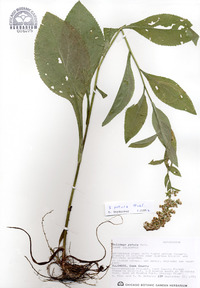 Solidago patula image