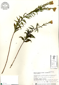 Kuhnia eupatorioides image