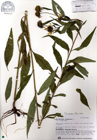 Helianthus giganteus image