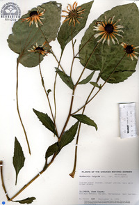 Rudbeckia fulgida image