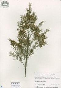 Boronia ledifolia image