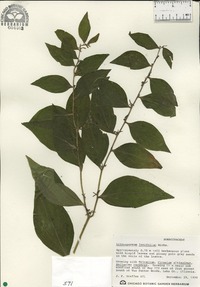 Lithospermum latifolium image