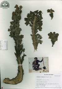 Quercus velutina image