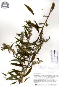 Solidago caesia image