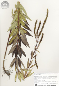 Veronicastrum virginicum image