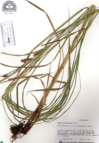 Carex trichocarpa image