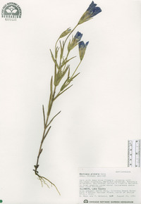 Gentiana procera image