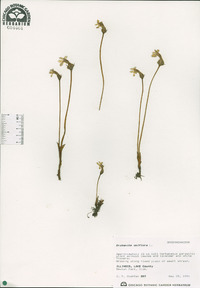 Orobanche uniflora image