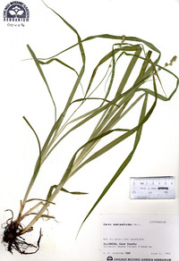 Carex sparganioides image