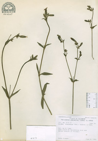 Silene latifolia image