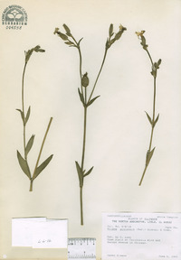 Silene latifolia image