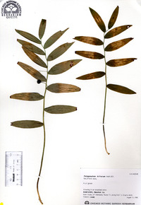 Polygonatum biflorum image