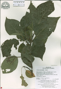 Cornus macrophylla image