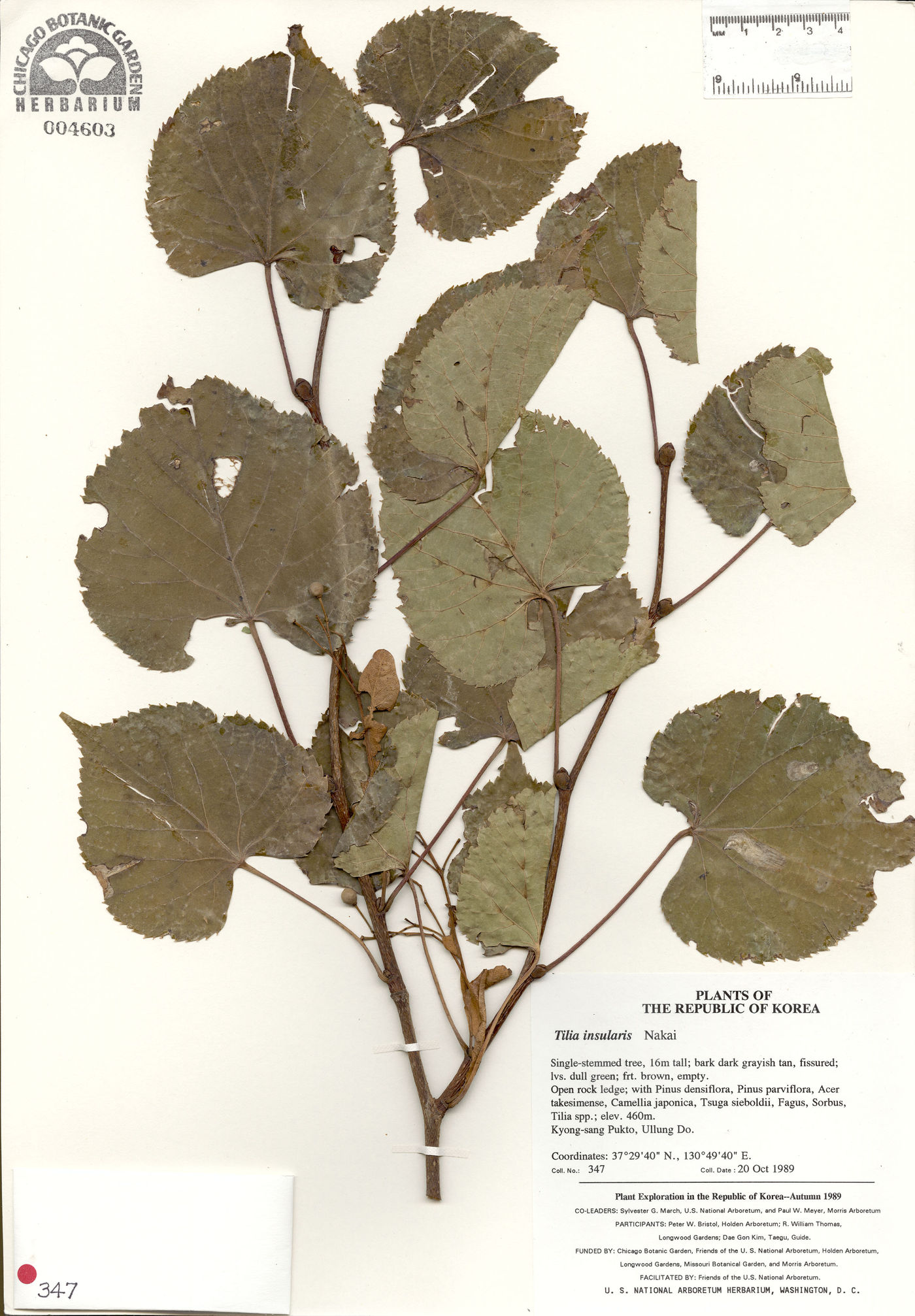 Tilia insularis image