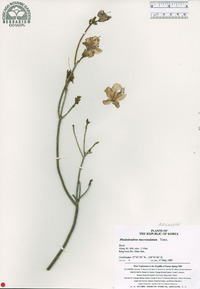 Rhododendron mucronulatum image