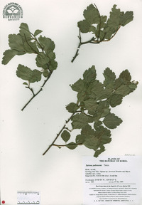 Spiraea pubescens image