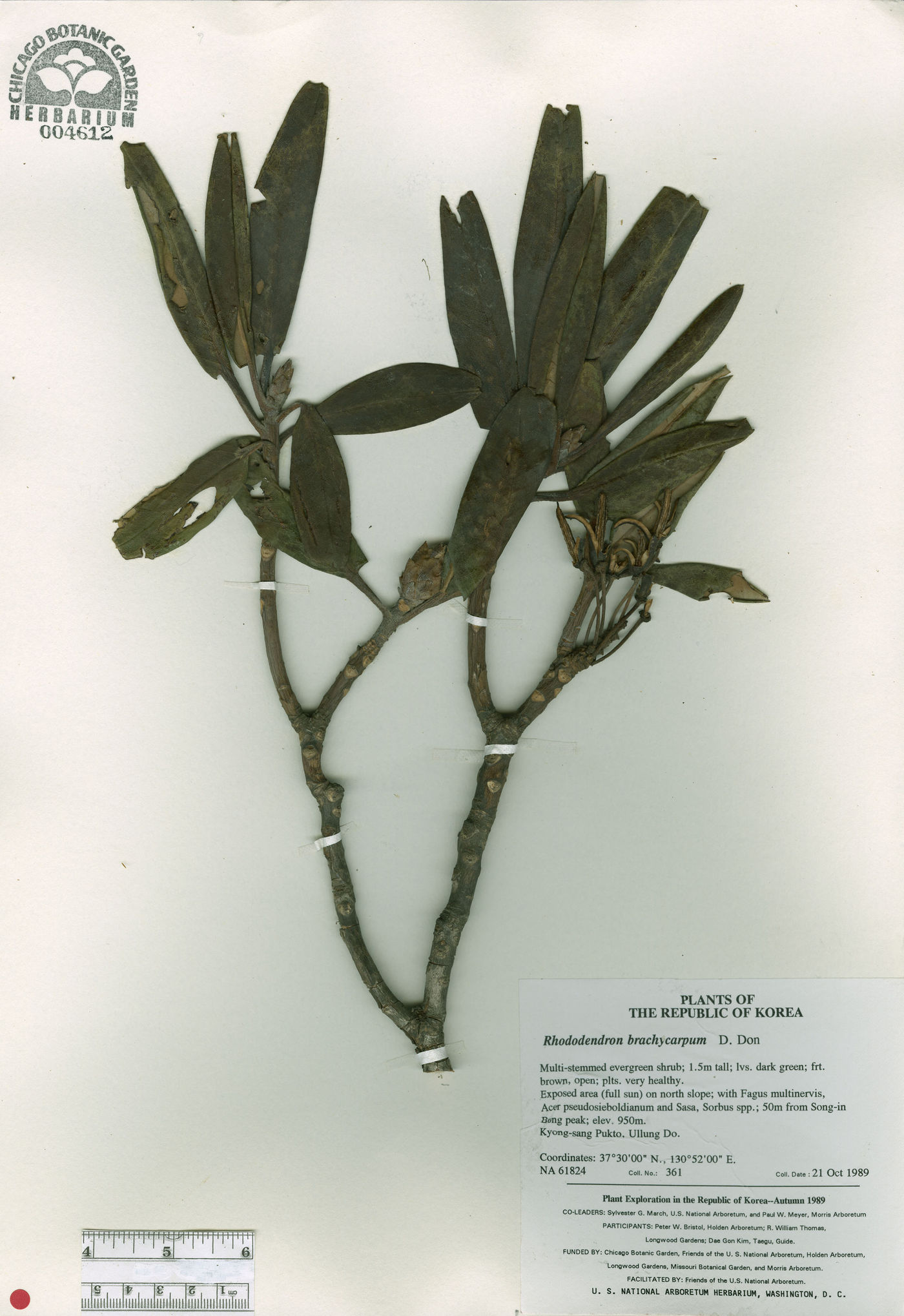 Rhododendron brachycarpum image