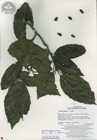 Aucuba japonica image