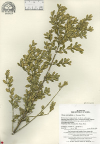 Buxus sinica image