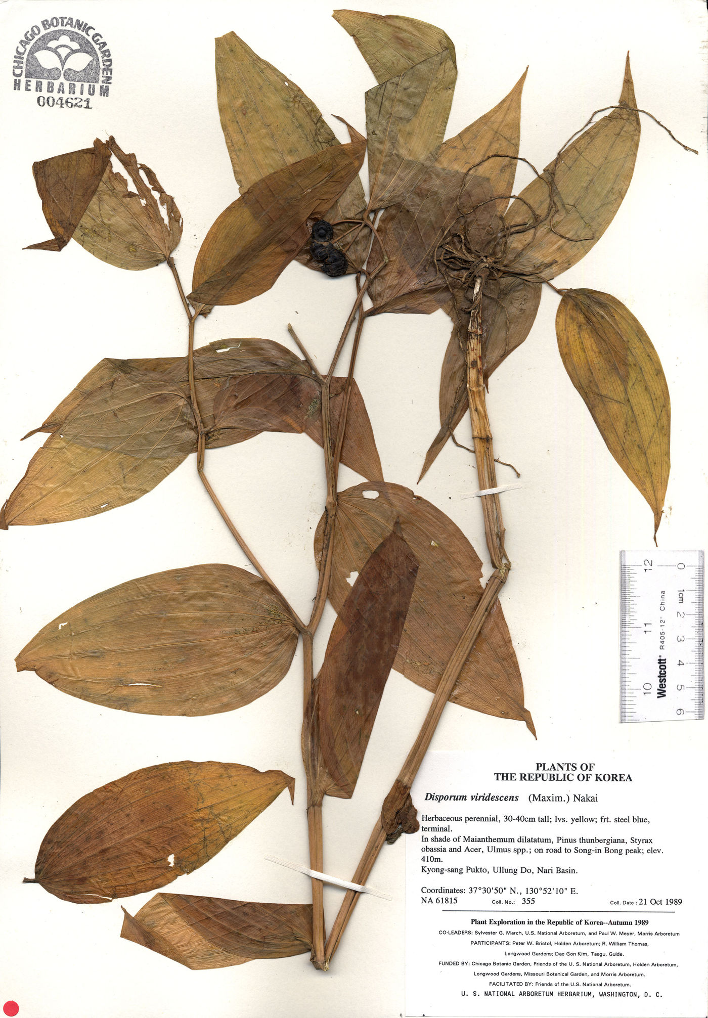 Disporum viridescens image