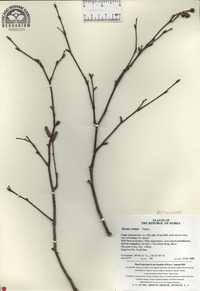 Betula costata image