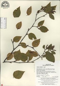 Betula schmidtii image