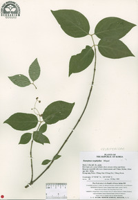 Euonymus oxyphyllus image