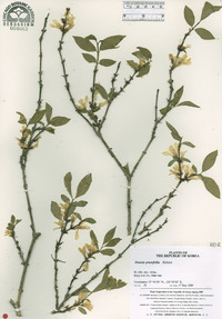 Deutzia baroniana image