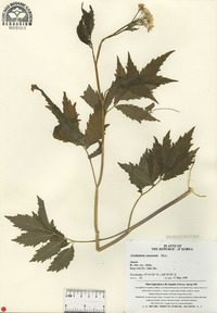 Cardamine yezoensis image