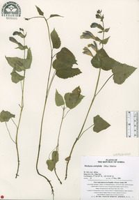 Meehania urticifolia image