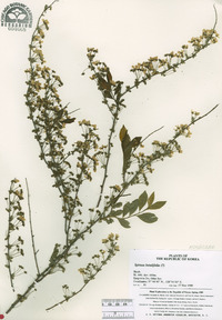 Spiraea betulifolia image