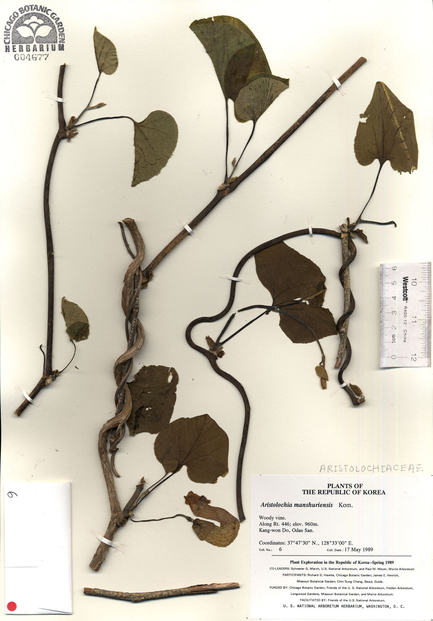 Aristolochia manshuriensis image