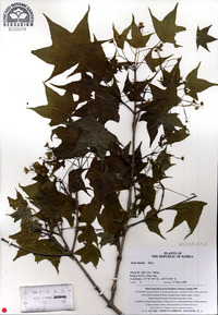 Acer pictum image