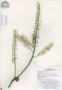 Actaea simplex image