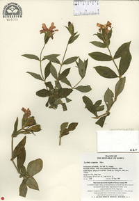 Silene cognata image