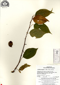 Actinidia polygama image